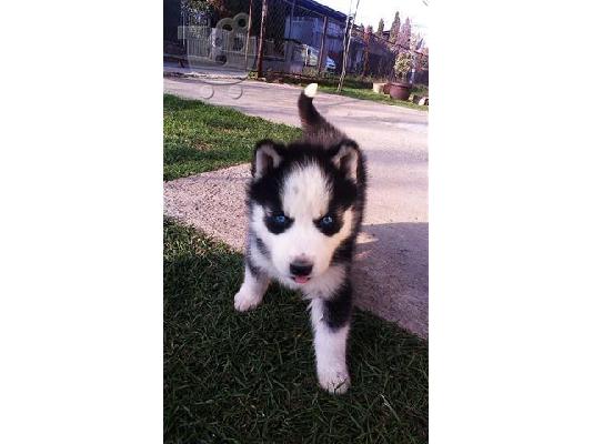 πανεμορφα HUSKY καθαροαιμα και υγειεστατα 6979314054